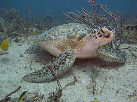 Palm Beach Sea Turtle Lighting Ordinance